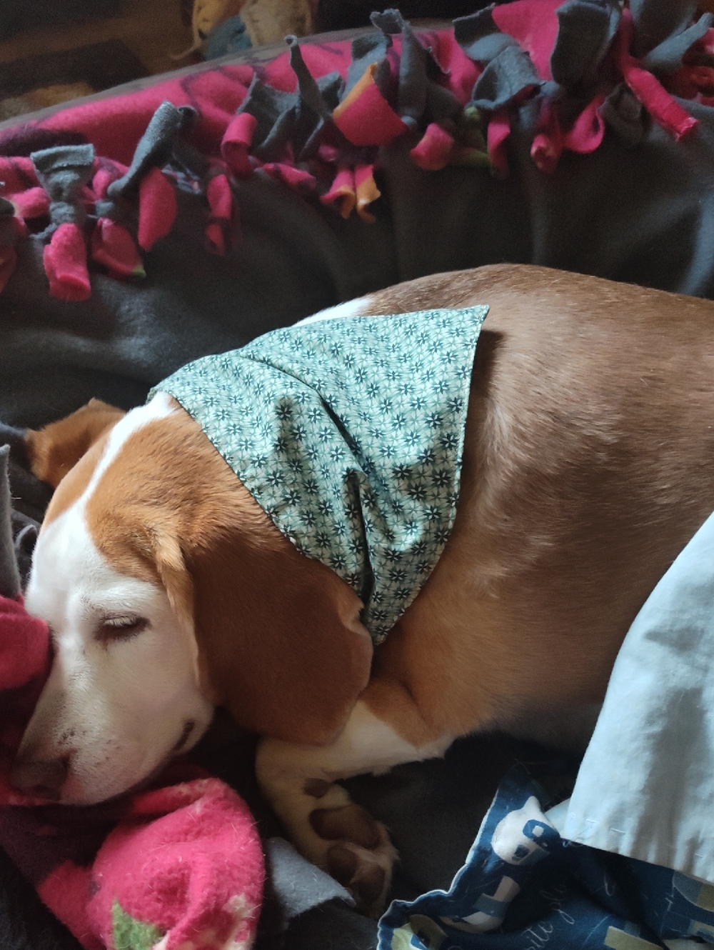 Dog Bandana. Handsewn With Elastic To Fit Over Dog's Head. Custom Colors - Picture 7 of 8